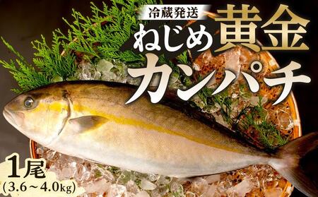 【ねじめ黄金カンパチ】１尾 3.6～4.0kg 着日指定可 | かんぱち 勘八 産地直送 冷蔵 カンパチ 美味しい 魚 カンパチ