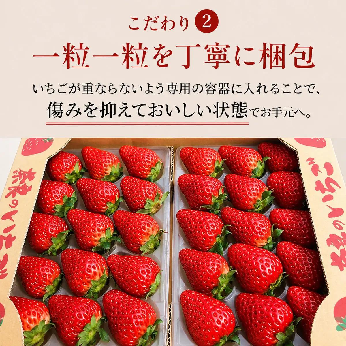 いちご 古都華 今西さん家の奈良いちご 奈良県産 いちご【約1080g 270g×4パック】【冷蔵 定期便2回】
