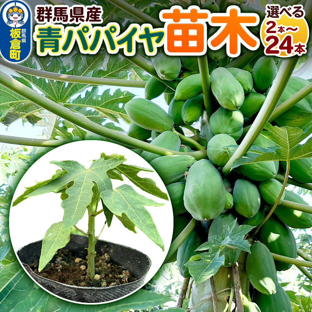 【ふるさと納税】果物 苗 青パパイヤ 苗木 【選べる本数】 群馬県板倉町 3寸ポット