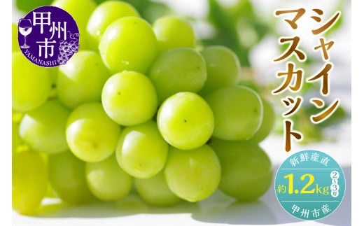 新鮮産直甲州市！シャインマスカット 約1.2kg 2～3房【2025年発送】（KSF）B12-170【山梨県 シャインマスカット フルーツ 大粒 ぶどう 葡萄 ブドウ 果物 人気 種なし 新鮮 高級 ギフト 山梨県産 甲州市 贈答 くだもの 先行予約 期間限定 令和7年 2025年発送】