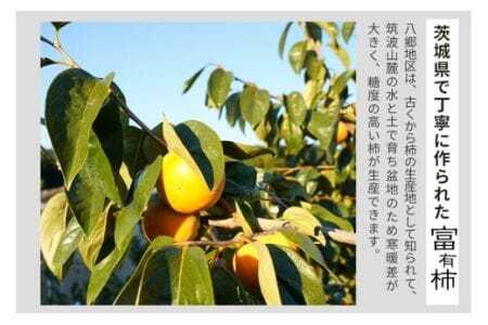 【 2025年 先行予約 】 富有柿 2L 14玉 1段箱 坂川果樹園 柿 甘い柿 かき 富有カキ 甘い 果物 フルーツ くだもの カキ 富有かき 秋 旬 甘柿 糖度 贈答用 贈答品 ギフト 贈り物 