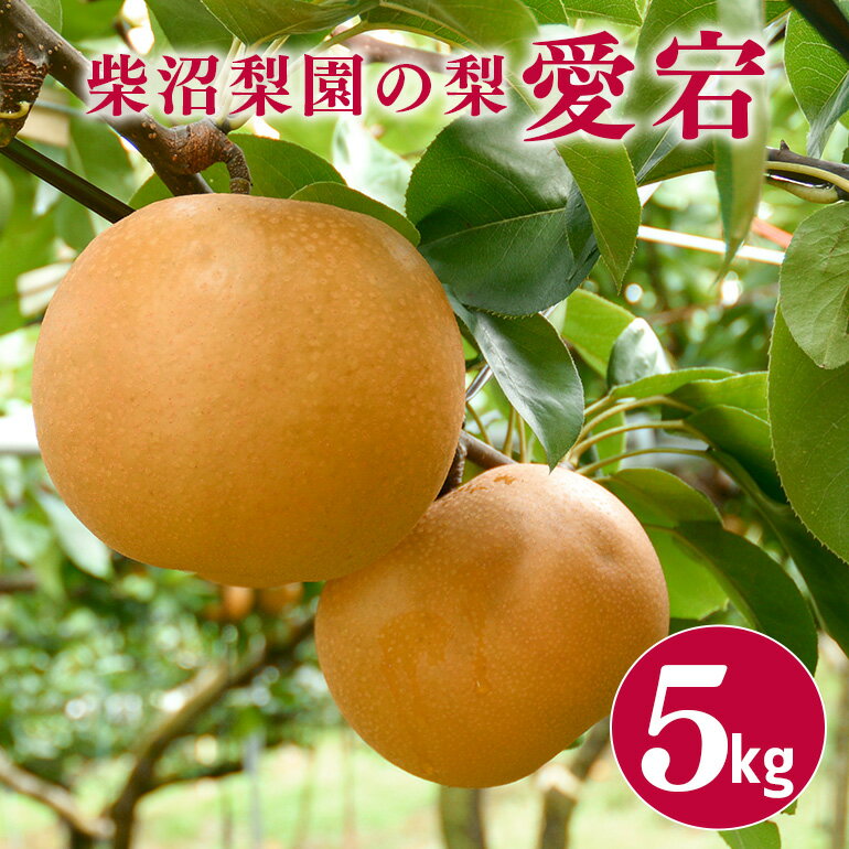 【ふるさと納税】 柴沼梨園の梨 （ 愛宕 ） 梨 5kg 大玉 5～10個入り ナシ なし 国産 茨城 秋 旬 フルーツ 果物 先行予約 【11月上旬～11月下旬発送】 秋の味覚 旬の果物 くだもの 大きい サイズ 品種 愛宕 産地 茨城県産 家庭用 梨園直送 茨城県 送料無料