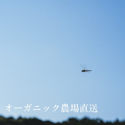 【毎月定期便】しあわせ野菜畑の有機野菜　Mセット　(安心の有機JAS認証　オーガニック野菜)全6回【配送不可地域：離島・北海道・沖縄県・四国・九州】