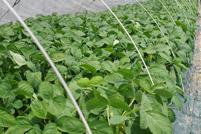 【2024年先行予約】新潟県産 朝採り 茶豆 約1.5kg《8月中旬～順次発送》