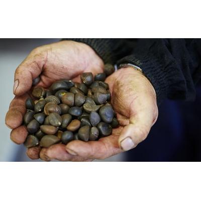 ふるさと納税 陸前高田市 純度100% 気仙椿油120g×2本セット |  | 03