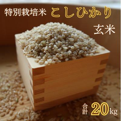 ふるさと納税 小浜市 令和7年産新米特別栽培米　こしひかり　玄米　20kg