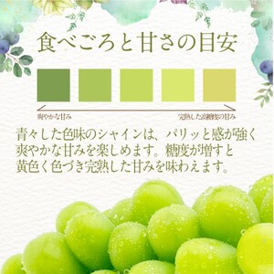 ぶどう 2024年 先行予約 シャインマスカット 晴王 1房 約650g 定期便 2回 岡山県産 葡萄 ブドウ ギフト ハレノフルーツ 皮ごと食べる みずみずしい