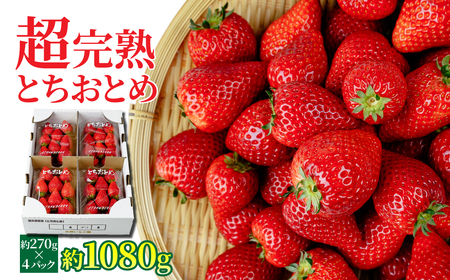 いちご【2月以降発送】朝採れとちおとめ レギュラーサイズ 約270g × 4パック 合計 約1080g |イチゴ いちご