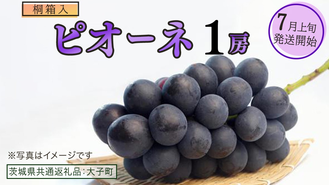 【桐箱入り】 ピオーネ １房【2026年7月上旬発送開始】(茨城県共通返礼品：大子町)ブドウ ぶどう 葡萄 ピオーネ 果物 フルーツ 果実 贈答用 贈り物 ギフト プレゼント 