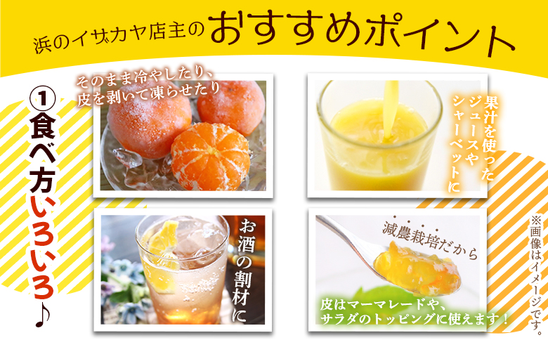 ＜【4月発送】旬をお届け！河内晩柑 約6kg＞ みかん ミカン 蜜柑 果物 柑橘類 果実 オレンジ フルーツ かわちばんかん カワチバンカン 特産品 明浜産 二ノ宮商事 愛媛県 西予市