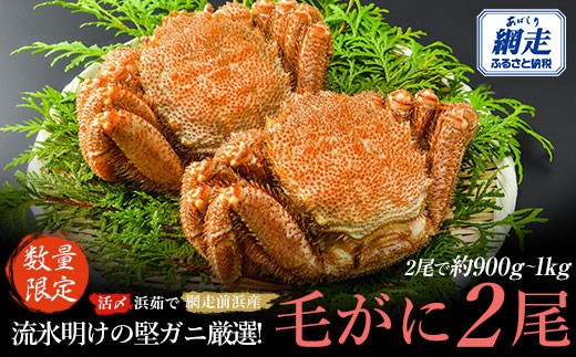 
                  【数量限定】＜網走前浜産＞【流氷明けの堅ガニ厳選！】活〆浜茹で毛がに 2尾（計900g～1kg）【 ふるさと納税 人気 おすすめ ランキング かに カニ 蟹 毛ガニ 毛がに 毛蟹 堅ガニ 流氷明け 浜茹で 2尾 海鮮 新鮮 冷凍 オホーツク 北海道 網走市 送料無料 】 ABAI008
                
