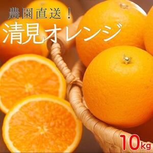 清見オレンジ10kg（大小混合）《ご家庭用》ちょっと訳あり　和歌山県より農園直送！まごころ産直みかん【北海道・沖縄県・一部離島 配送不可】訳アリ　わけあり　みかん　きよみ　清見タンゴール　清美