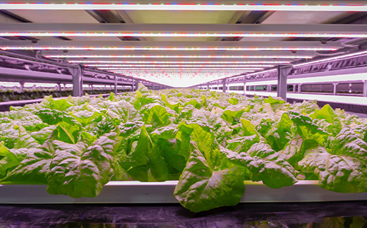 定期便 3ヶ月連続 植物工場で育てた5種のレタス食べくらべセット 10パック  野菜 セット 詰め合わせ 詰合せ 食品 F23R-785