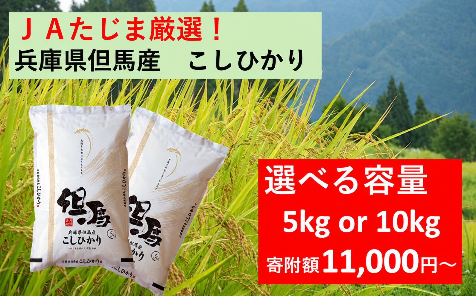 令和8年産 JAたじま厳選！ 兵庫県但馬産こしひかり 5kg（5kg×1袋） or 10kg（5kg×2袋） 兵庫県北部産こしひかり 米食味ランキング特Ａ獲得 兵庫県地域資源認定 兵庫県産特Ａ米