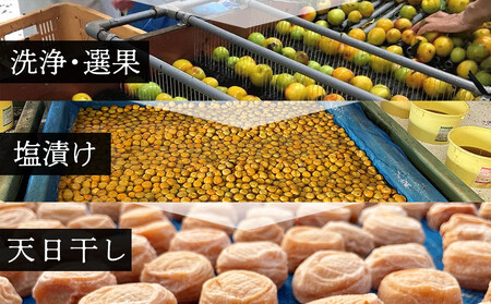 【定期便（2月・6月・10月）全3回お届け】 紀州南高梅使用 しそ仕込み完熟梅干し 無選別1kg ［TM214］