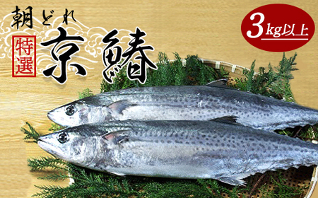 【12月から3月のみ発送】 漁連直送！！ 特選京鰆 3kg 以上 1尾 ： 一尾 朝獲れ 直送 天然 新鮮 鮮度抜群 冷蔵 ナマモノ 寒さわら 京都 舞鶴