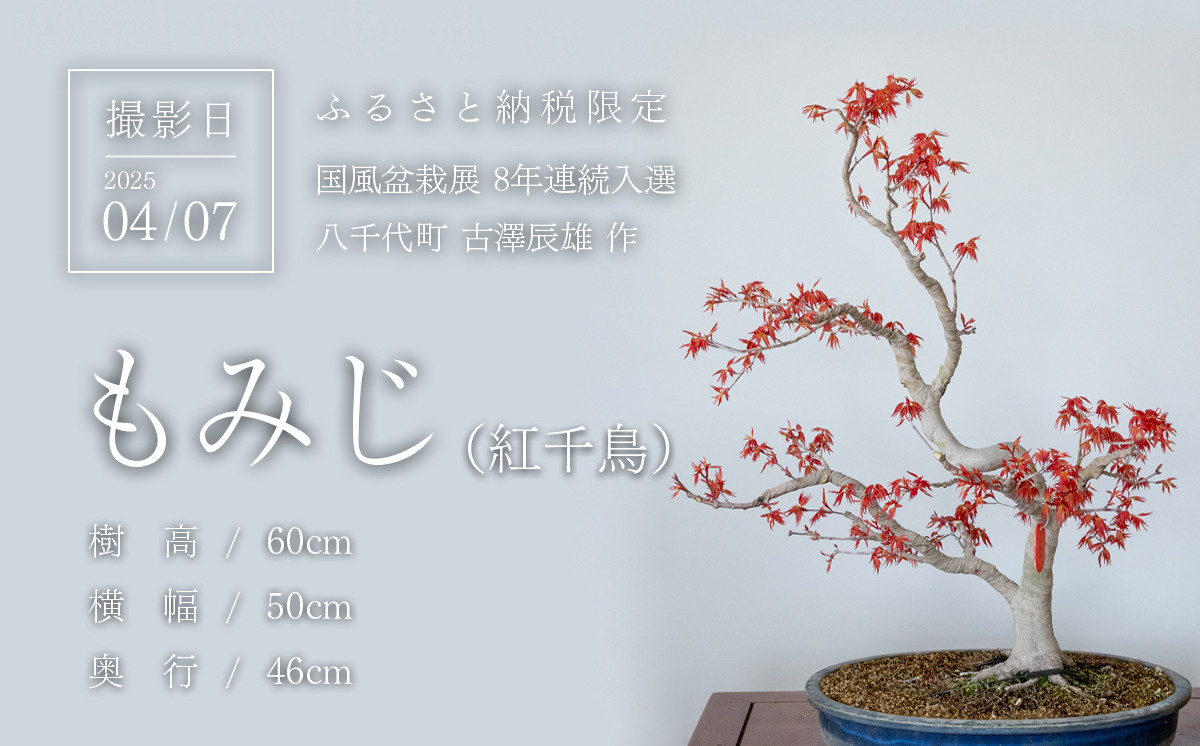 春の芽吹きを迎えた盆栽を撮影
(撮影日：2025/04/07)