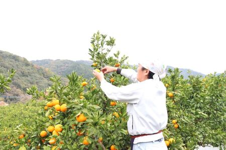 マルチみかん「うまか」《11月中旬-12月末頃に出荷予定(土日祝除く)》【配送不可地域あり】※離島 みかんみかんみかんみかんみかん
