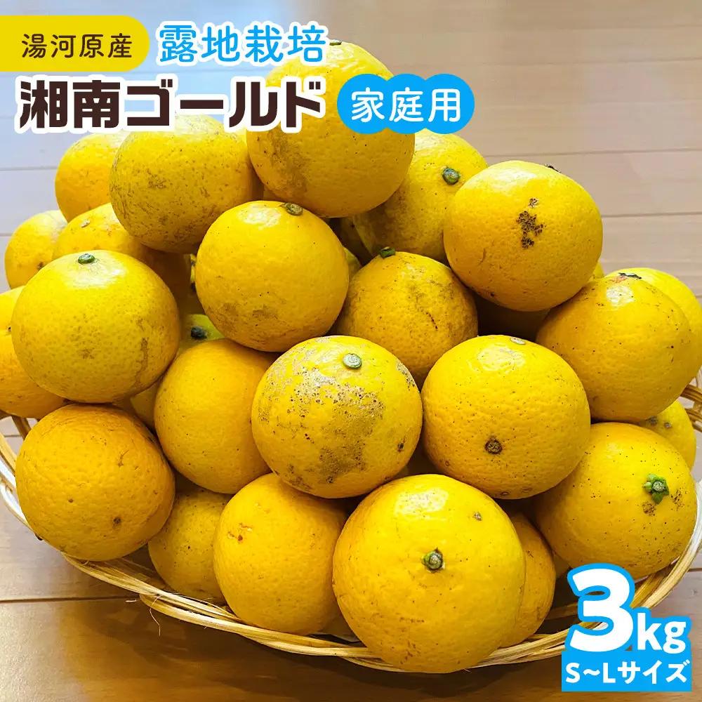 【希少フルーツ】【露地栽培】湘南ゴールド(家庭用)　3kg　2027年3月中旬頃～3月下旬頃発送予定 | 湯河原町 3kg 地域特産品 露地栽培 熟成 柑橘類 フレッシュ