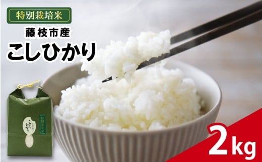 米 こしひかり 2kg 農家直送 特別栽培米 コシヒカリ 精米 お米 酢飯 新生活 贈り物 人気米 おすすめ ごはん 藤枝産 産地直送 ご当地 農家 美味しい 仕送り ひとり暮らし 主食 便利 ご飯 白米 コメ 贈答 静岡県 藤枝市 藤枝 10000円以下