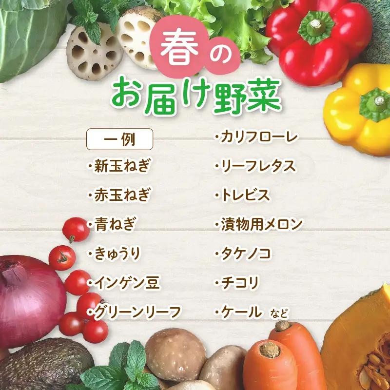 【先行予約】農家直送 春野菜セット 1箱 7品目以上 《元気に育った新鮮野菜！》／ 季節 春 野菜 ボックス BOX セット セレクト 農家 おまかせ 多品目 旬 詰め合わせ  ※2027年4月下旬以