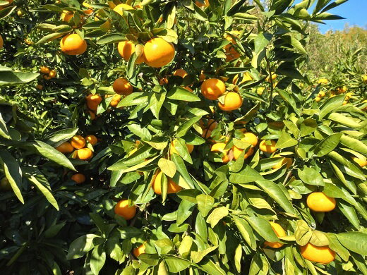 【ふるさと納税】【周防大島産】大津4号（高糖系） 5kg