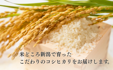 新潟県産 コシヒカリ 5kg 令和7年産 米 お米 こしひかり 白米 精米 新潟 産地直送 単一原料米