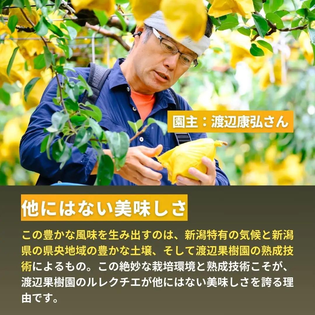 先行予約 ル レクチェ 4kg (8~14玉) 令和8年度 西洋梨 贈答用  ル レクチエ 洋梨 化粧箱 洋ナシ ル・レクチェ [渡辺果樹園]