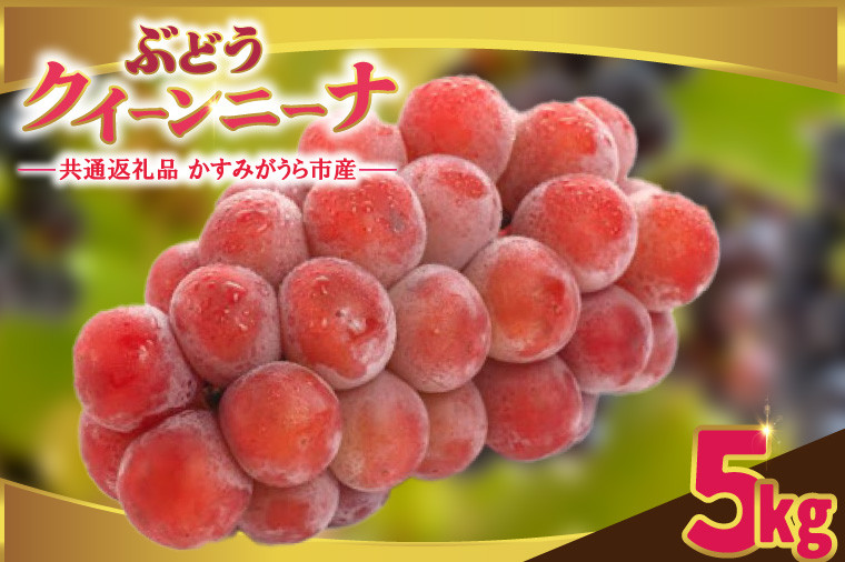 
            クインニーナ5kg　県内共通返礼品:かすみがうら市産 (BR161)
          