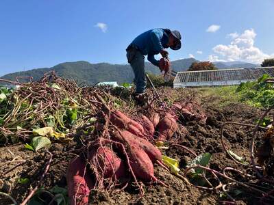 旬の野菜セット 8～10品 冬野菜 有機JAS認証 有機栽培 野菜 野菜セット 千曲市産 種類はお任せ