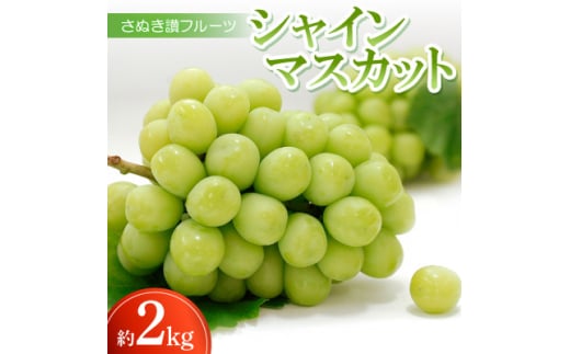 さぬき讃フルーツ「シャインマスカット」約2kg＜令和7年8～9月発送＞【1609808】
