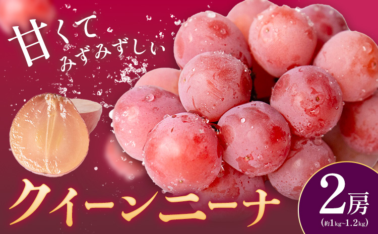ぶどう クイーンニーナ 2房 約1.0～1.2kg 葡萄 ブドウ ぶどう 赤ぶどう 大粒 種なし フルーツ 果物 産地直送 新鮮 ジューシー お取り寄せ 国産 茨城県 結城市 《9月上旬-9月下旬出荷予定》 會澤ぶどう・キウイフルーツ園 【配送不可地域あり】(離島)---yuki_aizw_2_2p---