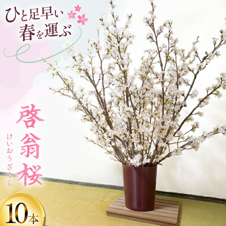 【ふるさと納税】 【期間限定発送】 桜 啓翁桜 10本 [長澤農園 山形県 高畠町 tk06bis330003] さくら SAKURA 春 早咲き