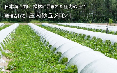 【令和6年産】菅原農園の庄内砂丘メロン約5kg（3玉～5玉）【7月下旬～8月上旬】 A16-602