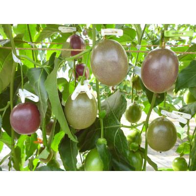 ふるさと納税 伊仙町 【2026年6月より順次発送】カイトフルーツの自宅用パッションフルーツ3kg |  | 02