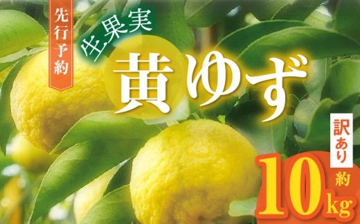 訳あり 黄ゆず生果実　約10kg MM0208