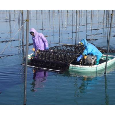 ふるさと納税 鞍手町 (全形5枚×7袋 計35枚)有明海産一番摘み 焼き海苔(福岡有明海苔) |  | 02