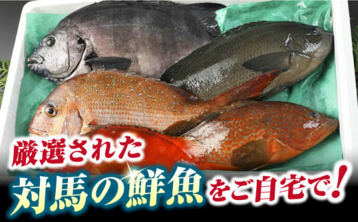 【期間限定！】対馬産 鮮魚 詰め合わせ 5種前後 4.0ｋｇ《対馬市》【対海】新鮮 天然 直送 冷蔵 セット [WAH022]