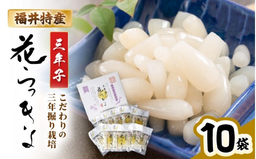 福井特産 三年子花らっきょギフト 甘酢漬70g×10袋 『こだわりの三年掘り栽培』 【甘酢 漬け 国産 漬け物 お漬物 ラッキョウ らっきょう】 [A-0707]