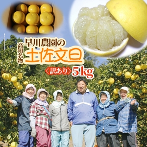 土佐文旦 5kg 令和9年2月中旬以降発送  訳あり 早川農園 柑橘 【土佐文旦】【R01372】