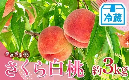 【2026年出荷分先行予約】＜冷蔵配送＞福島県産 さくら白桃 約3kg (6～12玉) サトー農園 大玉 固め 白桃 伊達の桃 桃 フルーツ 果物 もも モモ momo F21C-249