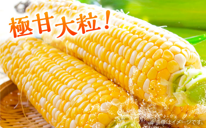 【5月下旬から順次発送】【限定数量】スイートコーン(ドルチェドリーム)約4kg【なかむら農園】 [BHCJ002]