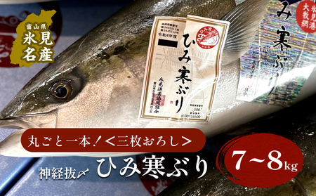 【先行予約】ひみ寒ぶり朝どれ1本【7～8kg】　三枚おろし（神経抜〆）【半七】※配送地域限定　