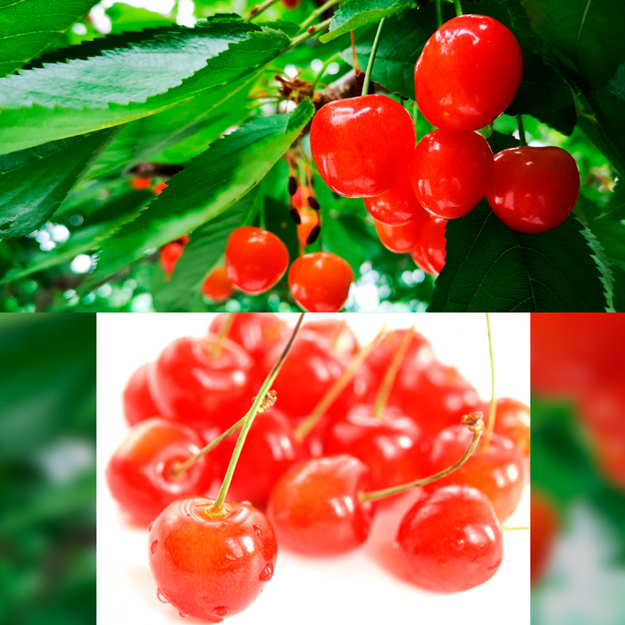 【定期便3回】みのりの山形～満喫定期便～ 【令和8年産先行予約】FS23-705