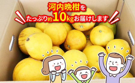 訳あり 河内晩柑 10kg マル南フルーツ 宇和ゴールド 夏文旦 晩柑 かわちばんかん 和製 グレープフルーツ 果物 フルーツ 柑橘 みかん 数量限定 産地直送 国産 愛媛 宇和島 B010-1060