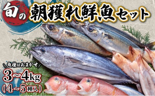 
                  【先行予約受付中】宮崎県串間産 朝獲れ鮮魚セット計約3～4kg(4～5種) 定置網による厳選「朝獲れ鮮魚」を漁師直送！ _K027-007
                