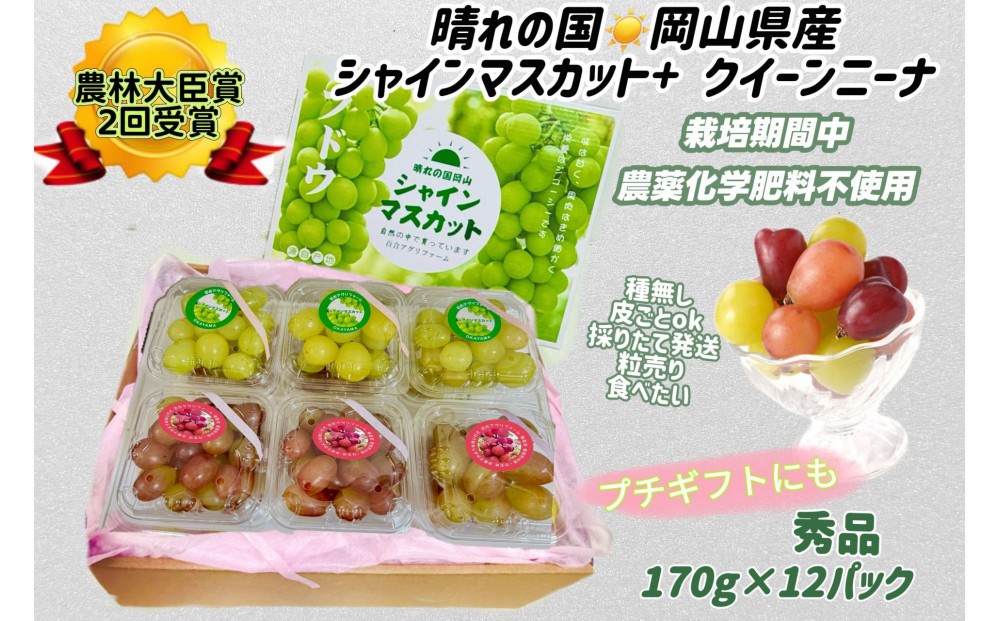 
                  ぶどう 2026年   シャインマスカット+クイーンニーナ 小分け 秀品 粒だけ 約170g 12パック 岡山 果物 フルーツ 8月上旬から発送
                
