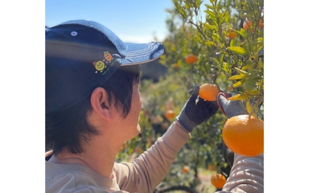 先行予約　紀州田辺産　甘くて美味しい温州みかん3kg（Ｓ～Ｍサイズ） ※2024年11月下旬～2024年12月下旬頃に順次発送予定【期間限定・2024/10/31まで】 / 和歌山県 ミカン 柑橘  