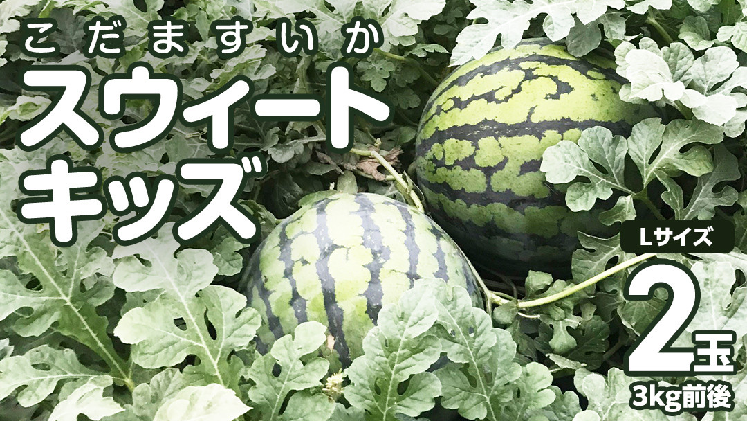 
            【 地下水100％栽培 】 こだますいか 「 スウィートキッズ 」 2玉入り 先行予約 スウィートキッズ すいか スイカ 小玉スイカ こだまスイカ 西瓜 フルーツ 果物 [DU002ci]
          
