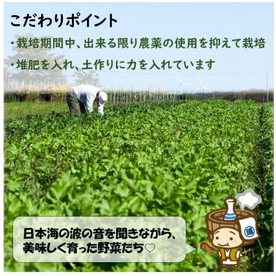 ふるさと納税 あわら市 【毎月定期便】農家直送 旬の野菜セット 7品目以上全6回 |  | 01